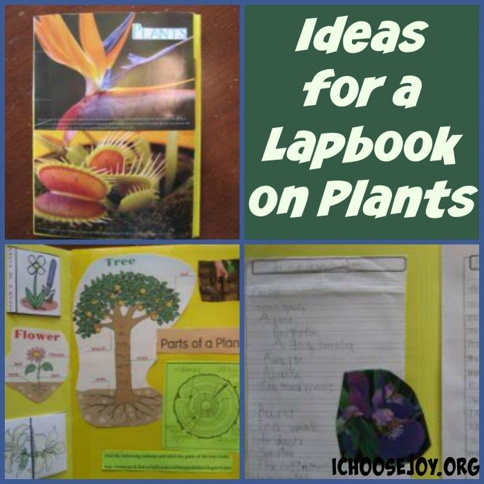 Ideas for Lapbook on Plants