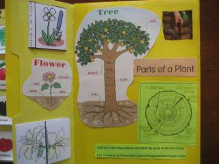Ideas for a Plants lapbook