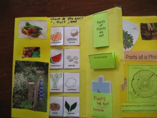 Ideas for a Plants lapbook