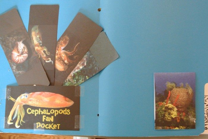 Apologia Zoology 2 Lapbook 003