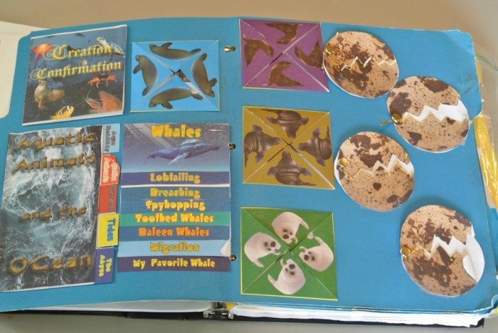 Apologia Zoology 2 lapbook 013