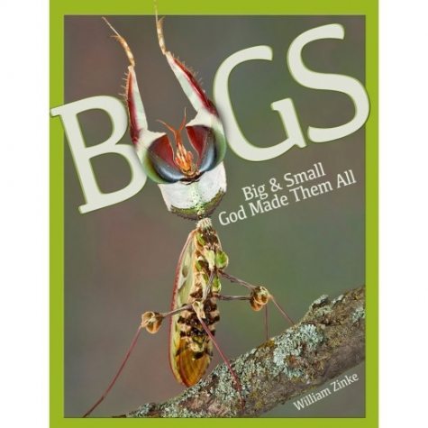 bugs-big-small-god-made-them-all