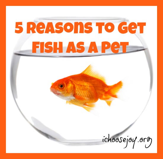 5 Reasons to Get Fish as a Pet