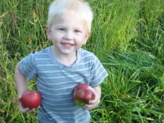 apple picking 2009