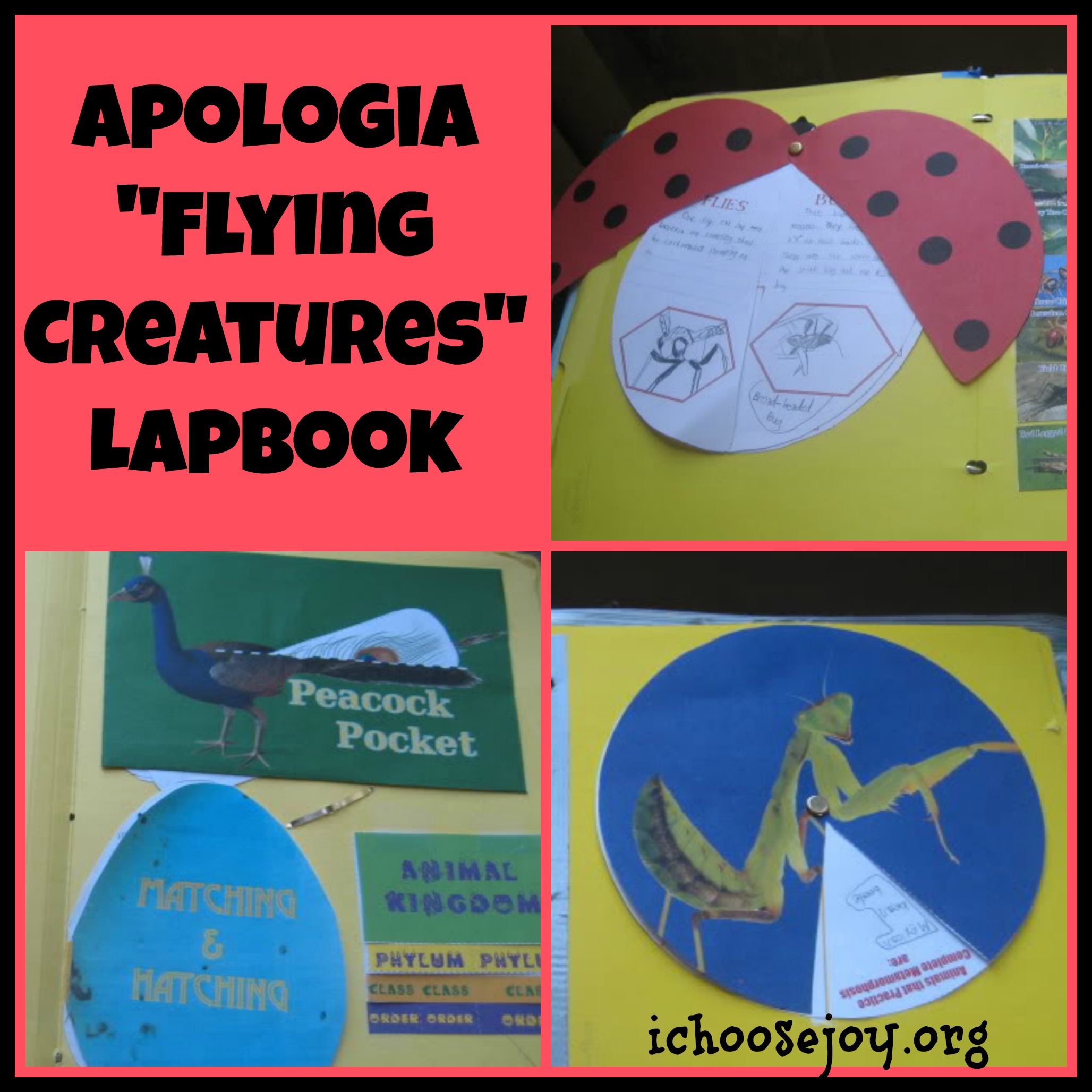 Apologia Flying Creatures Lapbook for your homeschool elementary science time, from I Choose Joy!