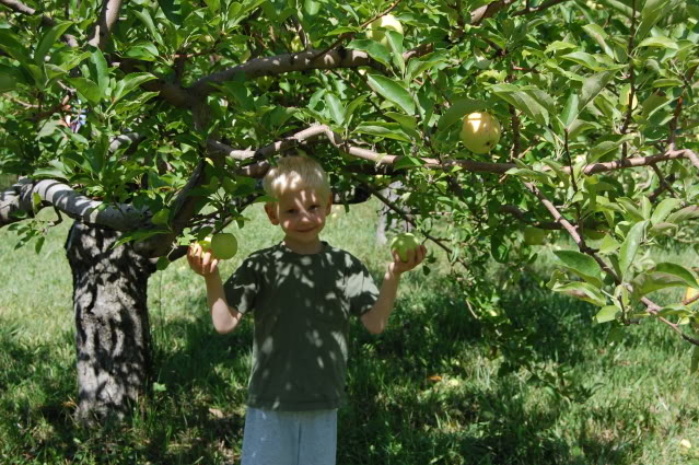 at apple orchard 2012