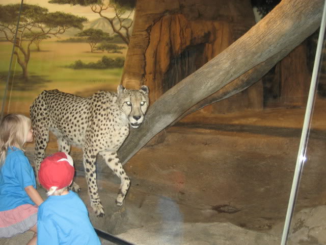 leopard at zoo