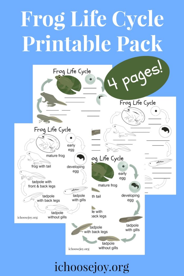 Frog Life Cycle Printable Pack 4 pages, or get 1 page for free. #frogs #froglifecycle #elementaryscience #ichoosejoyblog