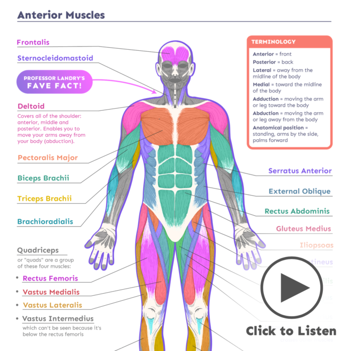 Anterior Muscles science freebie