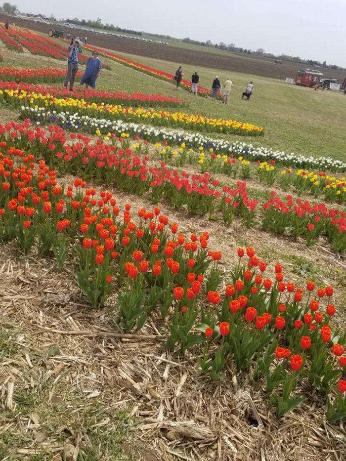 field trips #30 tulips at richardson