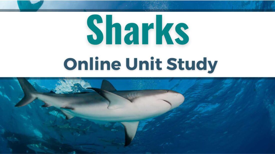 Sharks online unit study
