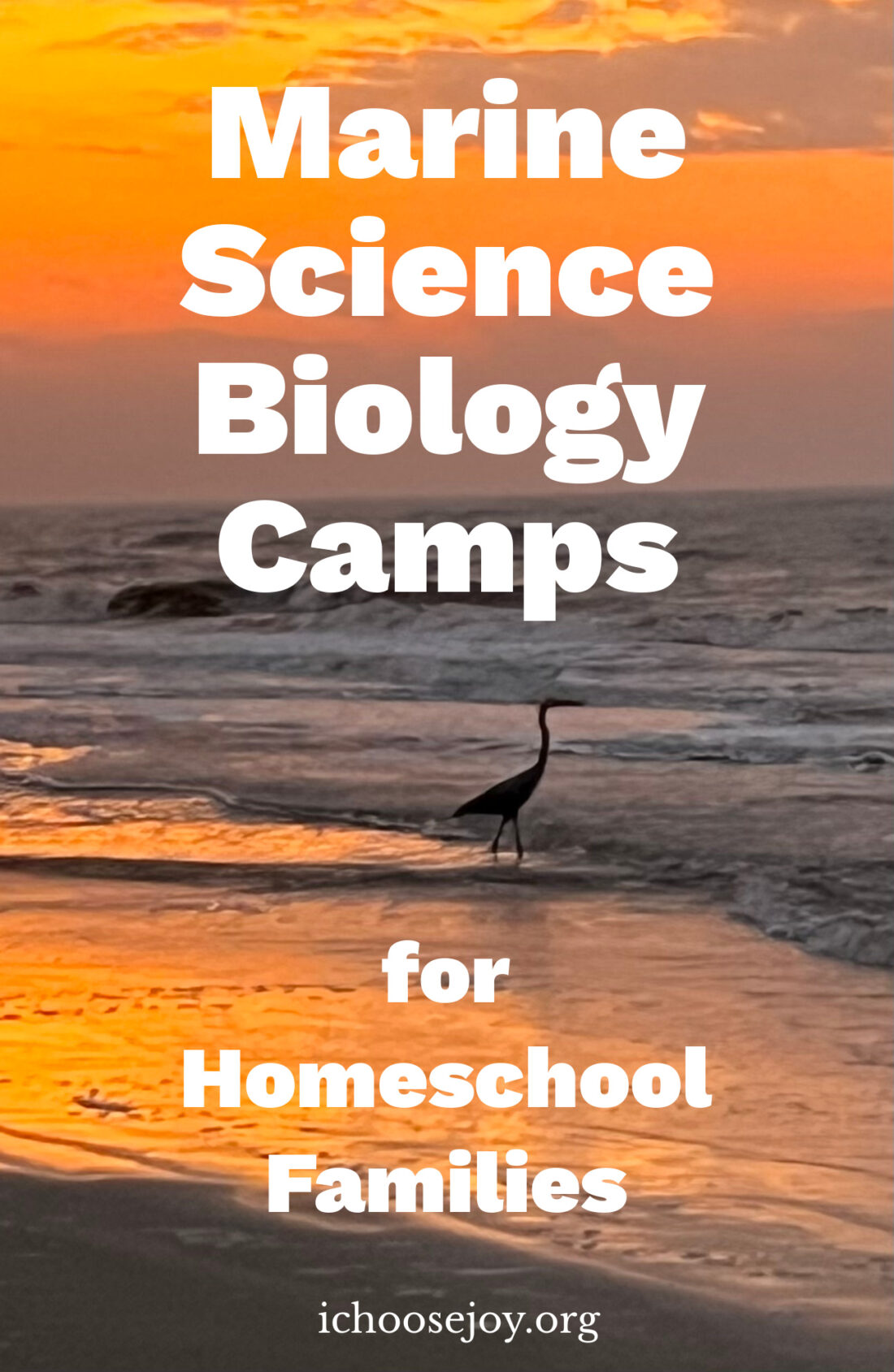 Marine Science Biology Camp for Homeschool Families