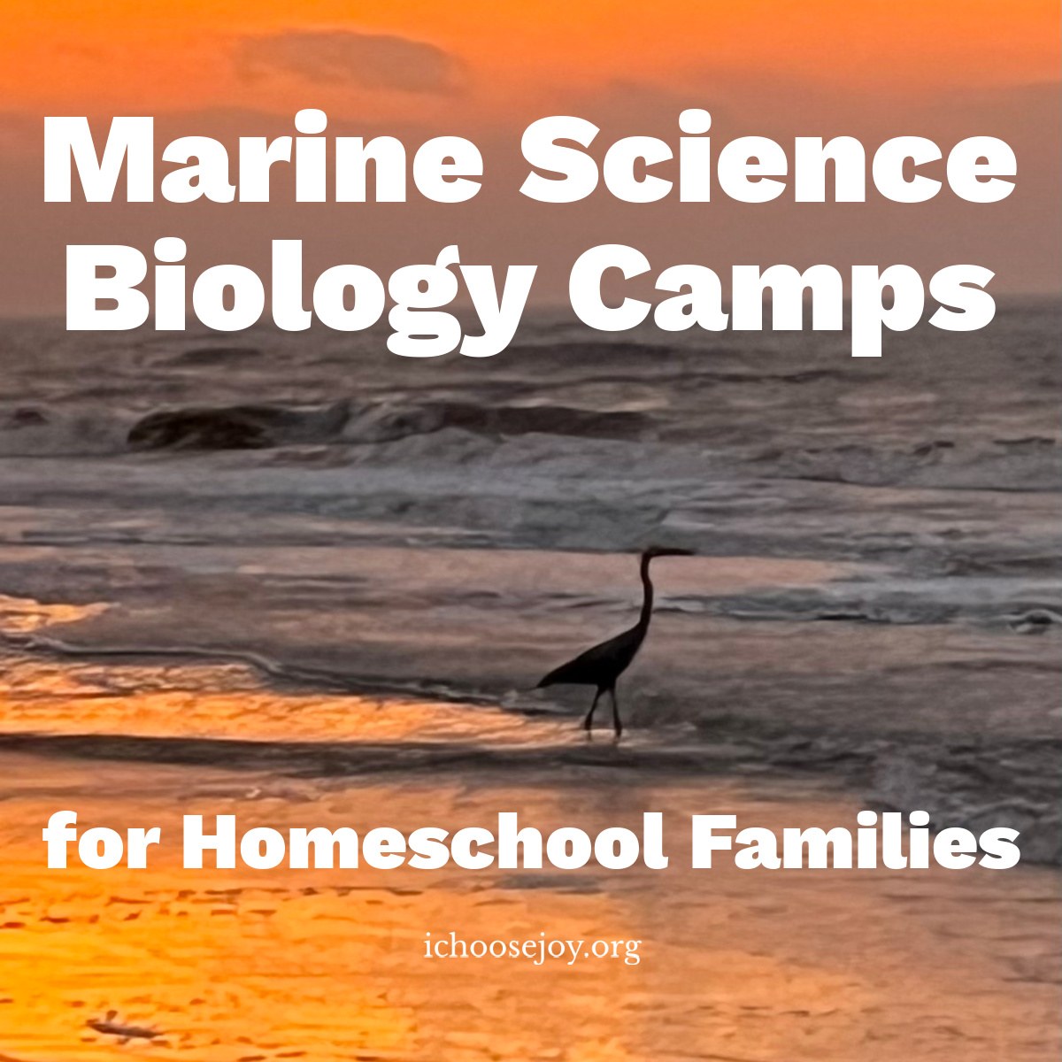Marine Science Biology Camps for Homeschool Families